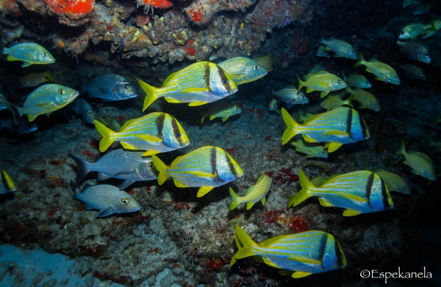 Observas los diferentes banquetas de peces