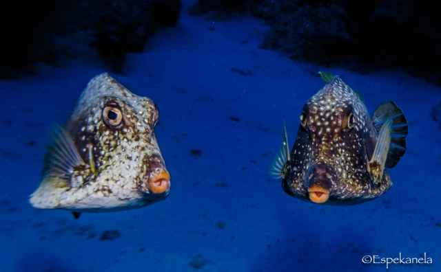 Impactantes animales marinos