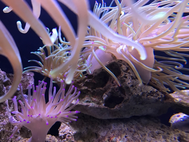 Corales de diferentes formas