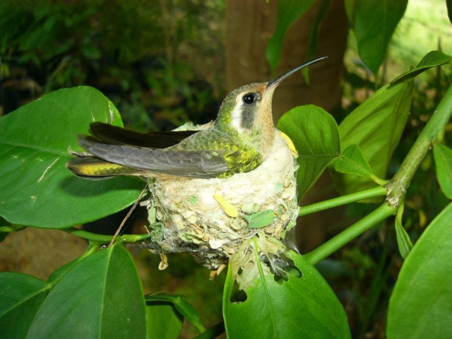 Colibri en nido