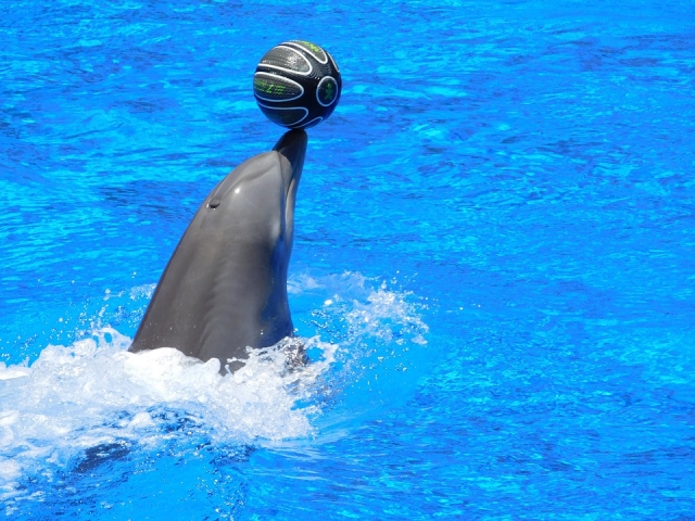 Juego con los delfines 
