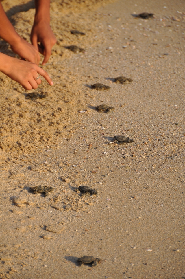 Tortuga Laúd anidando