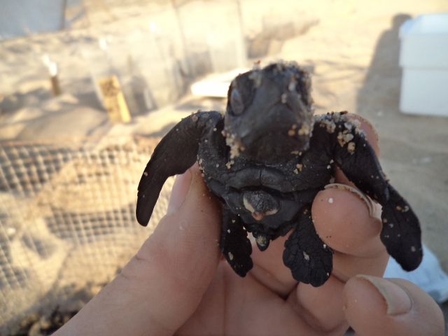 Liberacion de Golfinitas