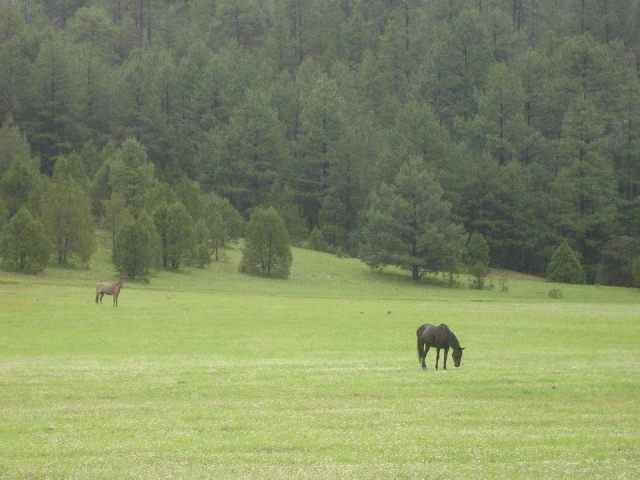 Caballos para rutas a caballo