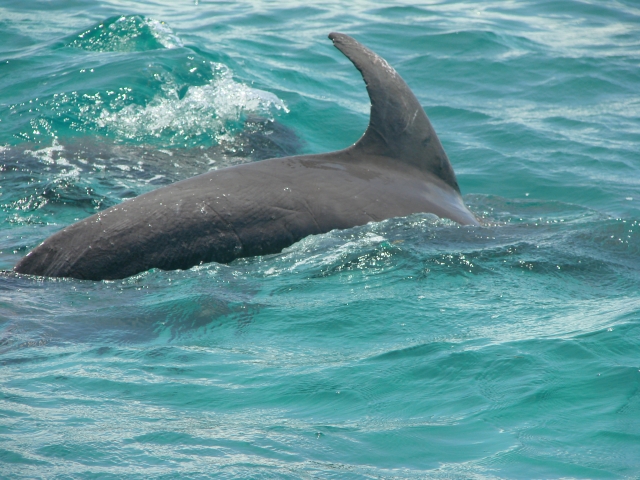 delfines libternera en la Bahia de la Ascension