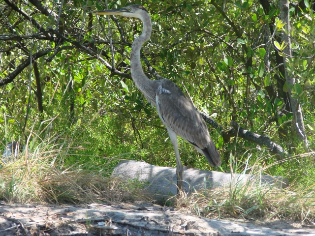 tiger egret en sian kaan