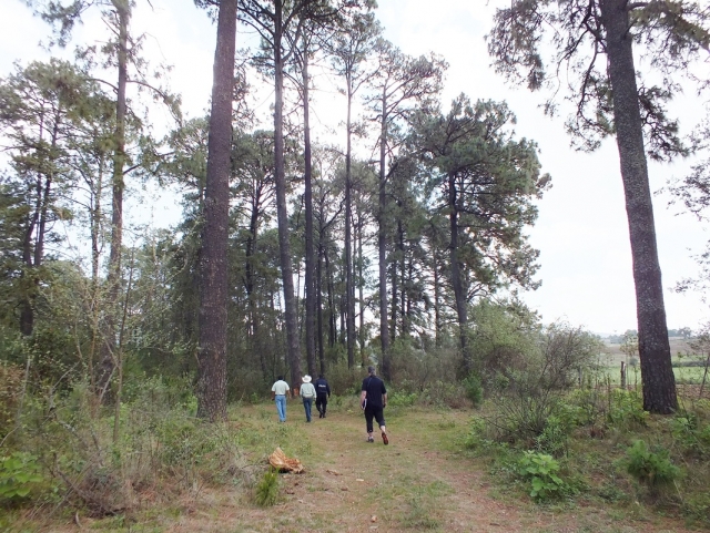 Caminatas en el bosque 