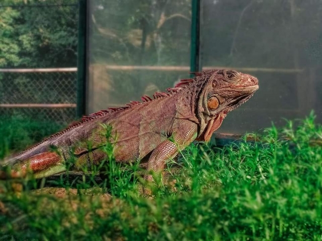 Hermosa iguana