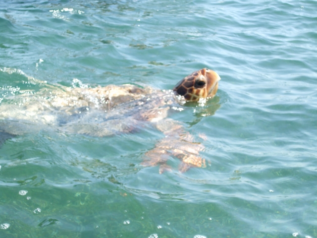 Tortugas