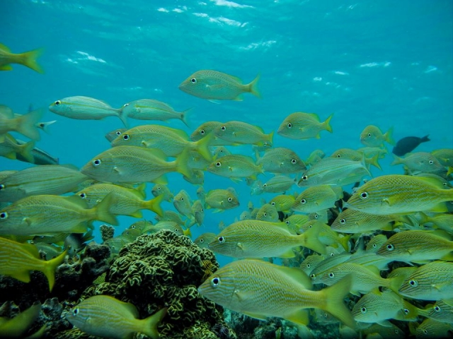 Aprende con el snorkel en Arrecife Maya
