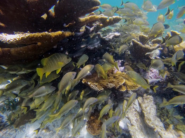 Diviertete con el snorkel