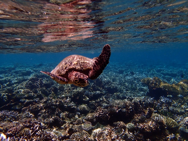 Tortuga Marina Snorkel