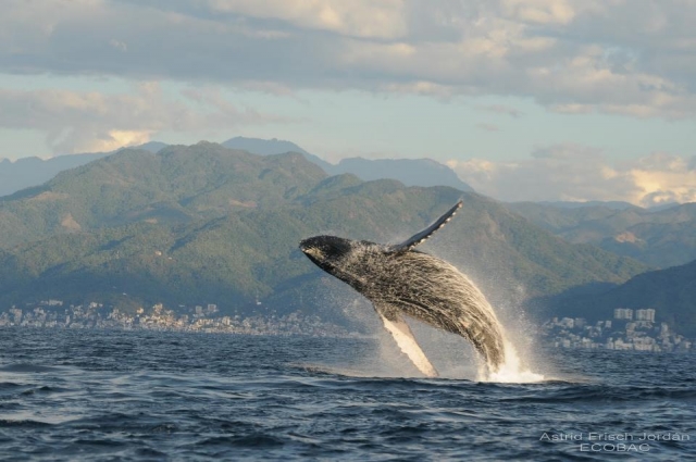 Avistamiento de ballenas