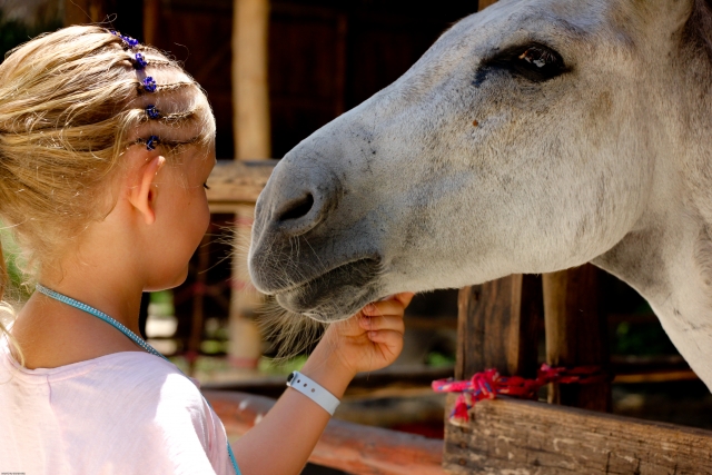 nuestros caballos
