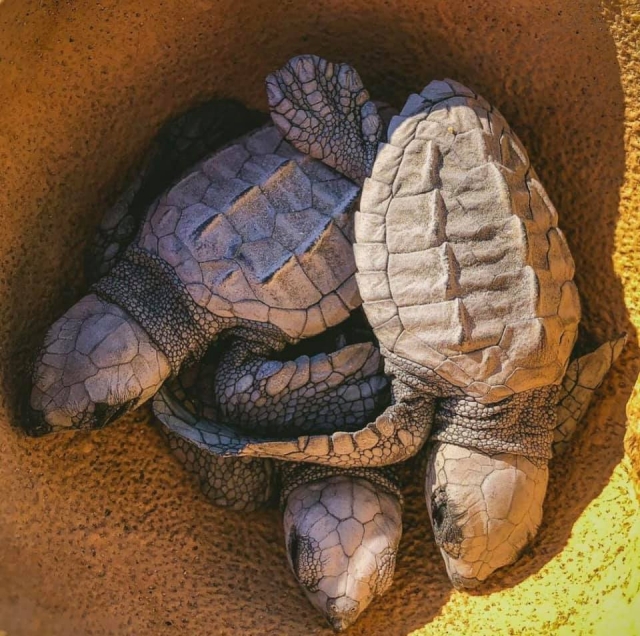 127598173_1556783927842955_6196177926245431409_n