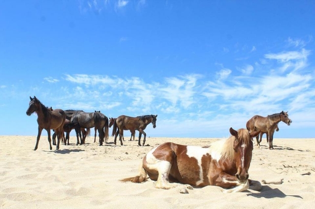 Paseos por la playa