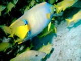 Buceo Cozumel