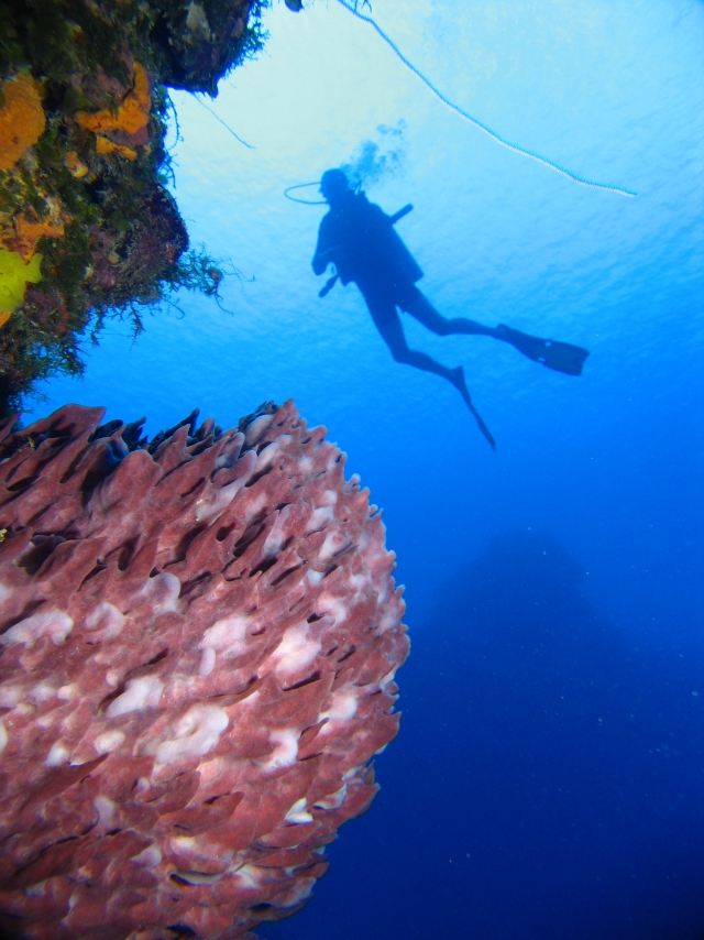 Arrecifes de Coizumel