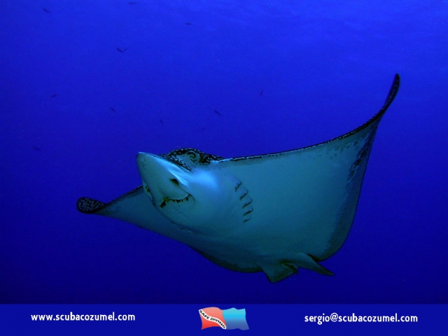 buceos con Rayas Aguila en invierno