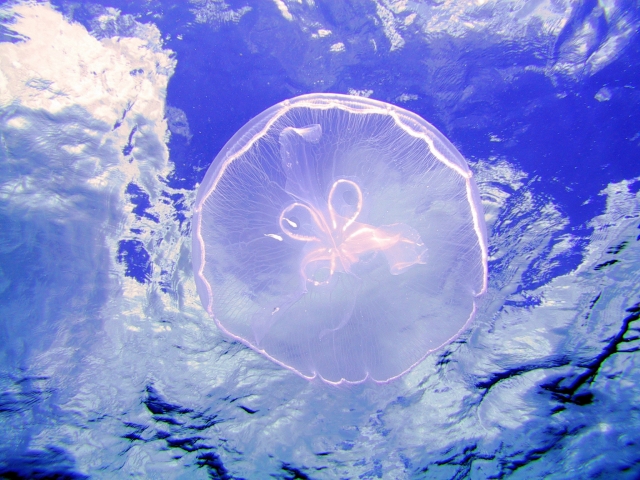 Agua mala de Cozumel