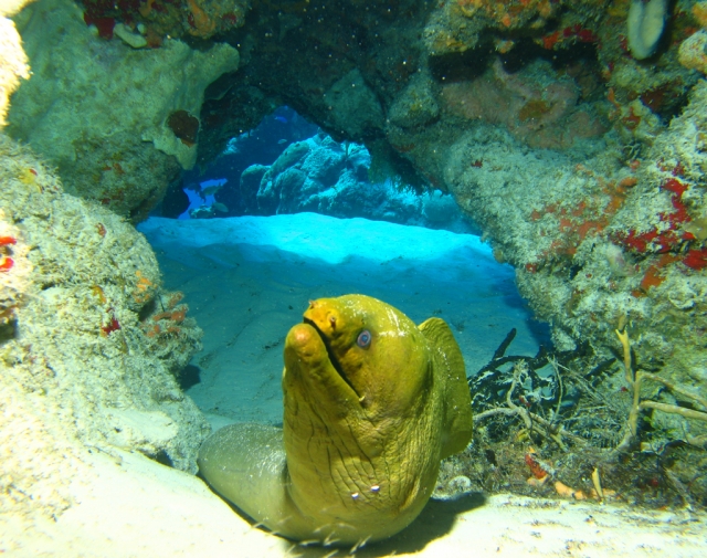 Morena Verde tipica de Cozumel