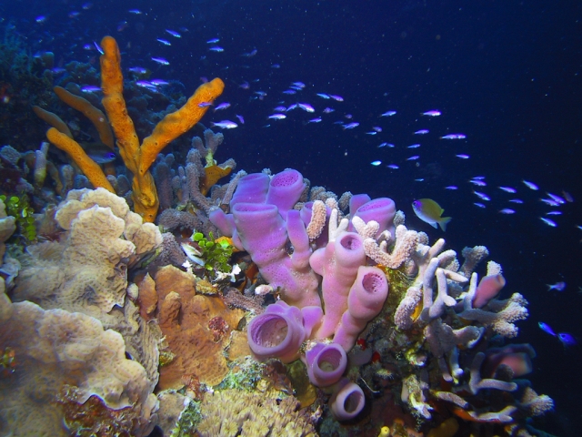 Esponjas y Corales de Cozumel