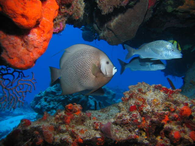 Pez Angel gris tipico de Cozumel
