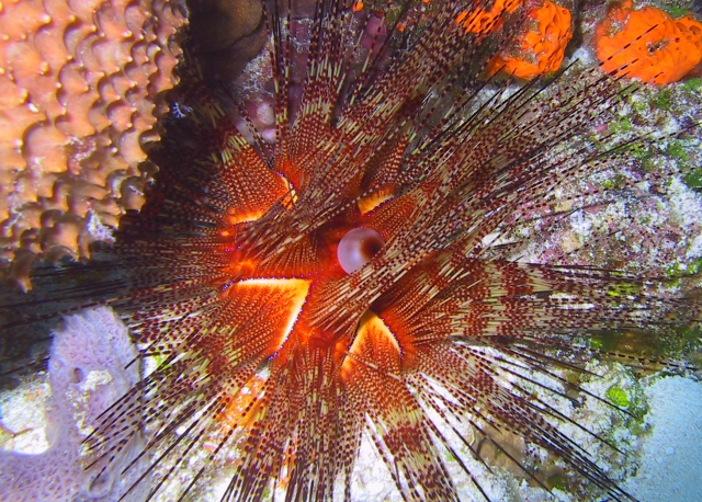 Erizo Diadema Caribeña