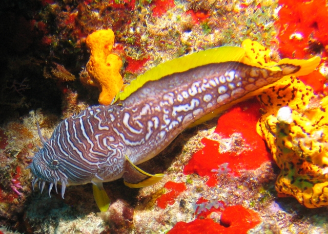 Pez Sapo expléndido endémico