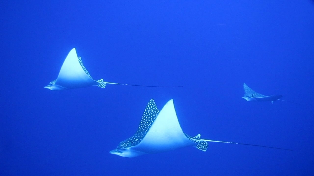 Bucea con rayas Aguila durante el invierno.