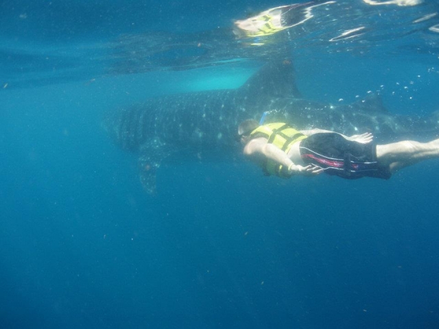 Snorkel con tiburon ballena