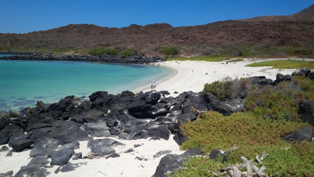 Llega a cada playa virgen 