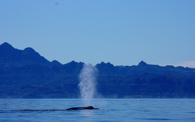 Ballena azul en baja california 