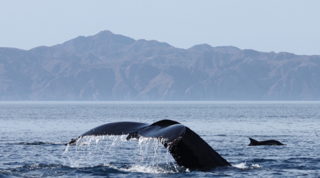 Acercate a ellas y conoce la especie 