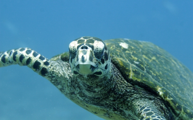 Conoce las tortugas practicando snorkel 