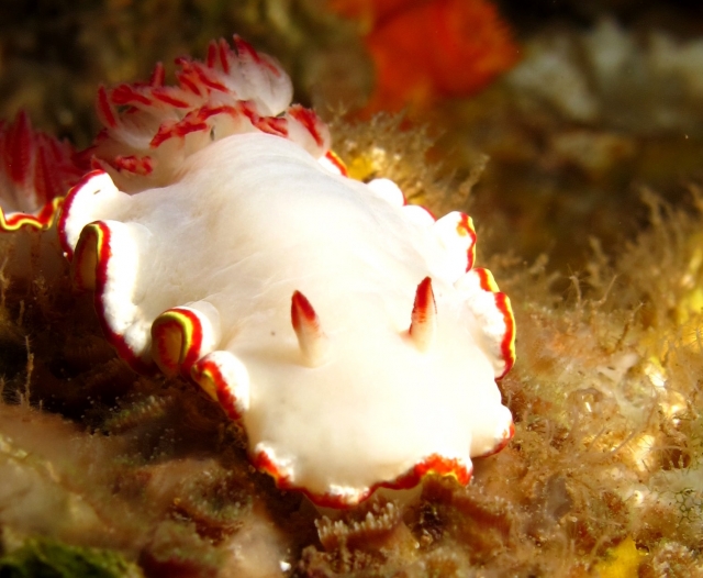 Conoce las especies marinas buceando 