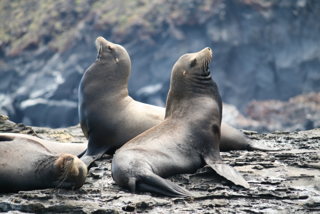 Reservas de lobos marinos 