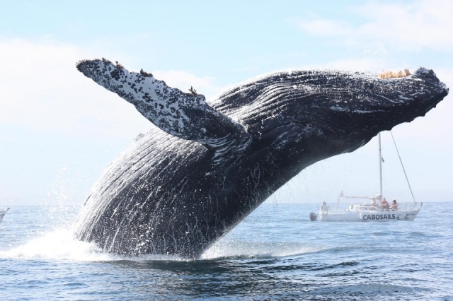 Avistamiento de ballenas