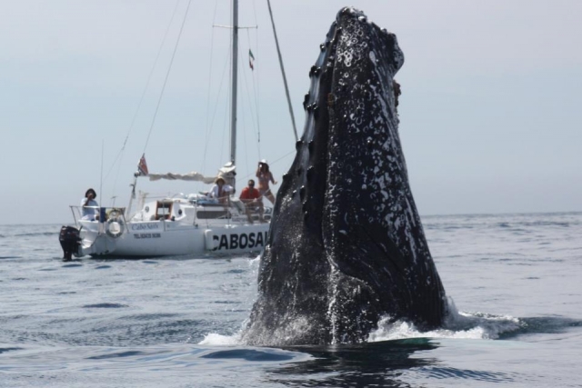 Ballenas de cerca