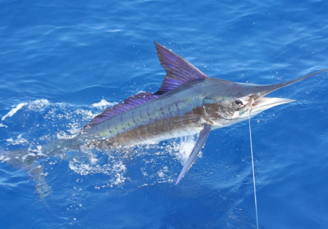 Marlin en el anzuelo