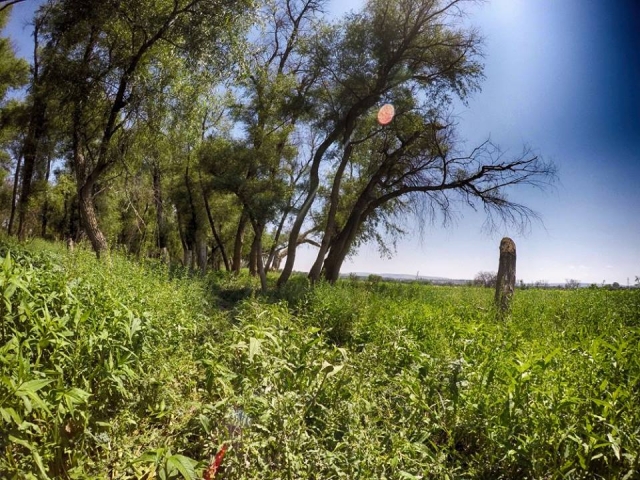 Metete en la vegetacion
