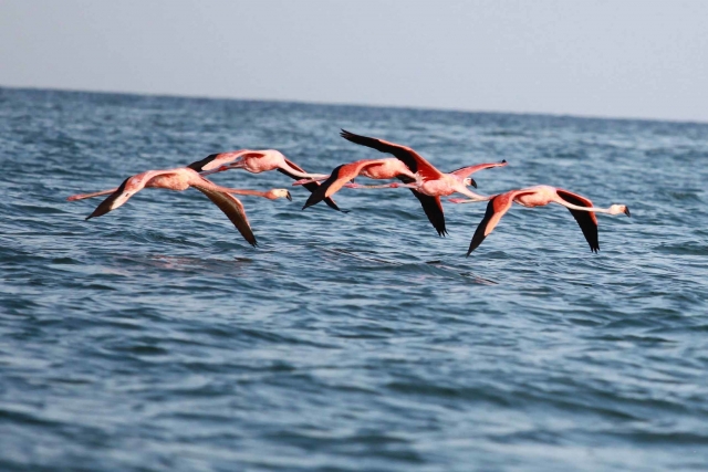 Famingos volando