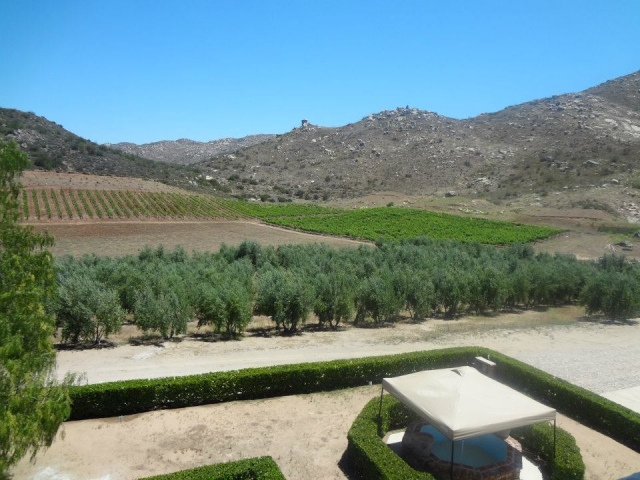 Viñedos