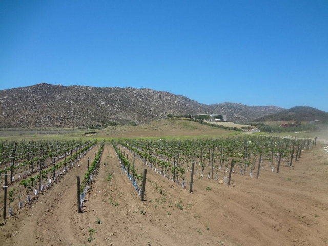 Campos