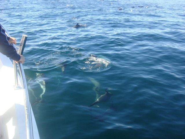 Delfines