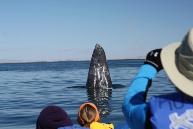 cetaceos