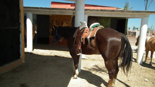 Caballos
