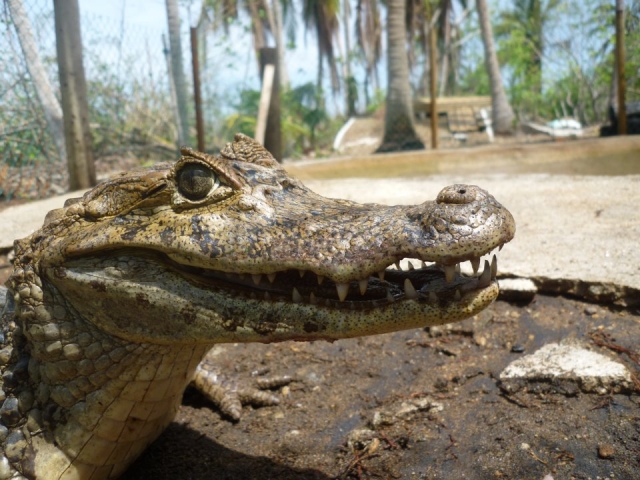 Cocodrilario