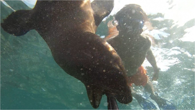 expedicion  baja con lobos marinos