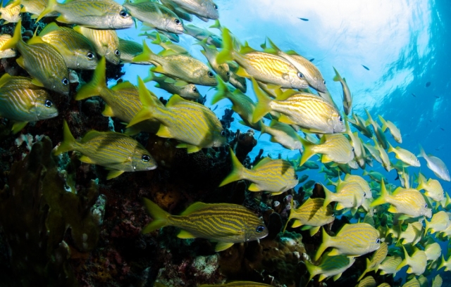 Sigue la vereda de peces